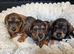 Schnoxie pups ,