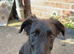 Scottish deer hound cross collie
