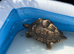 Three large leopard tortoises