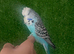 Lovely baby hand reared budgie
