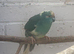 Blue Proven Male Kakariki
