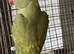 Male ring Neck DNA