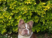 Exceptional KC Registered French Bulldog Puppies