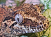 Gargoyle Gecko