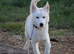 Stunning Siberian Husky Male