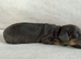Gorgeous Miniature Dachshunds