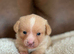 Dachshund x Pomeranian (Pomerweenie)