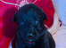 Outstanding Pedigree German Shepherd Puppies for Sale