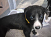 Lurcher puppies