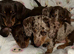Dachshund puppies