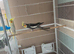Pair of proven cockatiels with large cage
