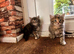 5 beautiful kittens