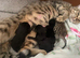 Bengal kittens available