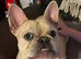 Beautiful frenchie girl