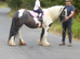 Sweet Natured Cob mare