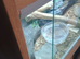 Corn snake