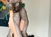 Beautiful Female Elf Sphynx Kitten – TICA Registered Parents