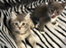 4 Stunning Siamese Mixed Kittens