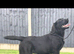10 Month Old Labrador Female.