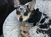 We want to find a home for our dog
