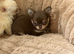 Chocolate longhaired female pup (last in litter)