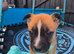Belgian mallionas x staffy pups