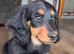 Dachshunds