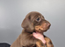 Mini dachshund pups ready now