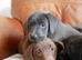 Beautiful Health Tested Labrador Puppies