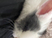 Male 5 week old rabbit for sale