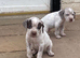 Braque du borbonnais puppies