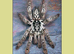 H Maculata (Togo Starburst)