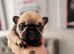3 female french bulldogs puppies