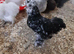Mottled  silkie  cockral