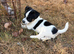 Jack Russel pups