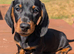 Quality KC Registered & PRA clear puppies from Licensed Breeder