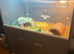 Tortoise with enclosure set up