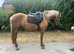 6yo palomino mare