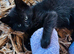 5 kittens for sale