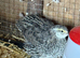 5 Weeks Quails