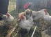 Starter Seramas..4 hens & a cock