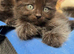 Ragdoll Maine coon cross kittens