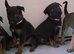 Mechelse Herder Puppies For Sale – Proven Working Bloodlines