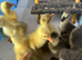 Embden and Chinese goslings hatched 1/6/26