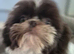 2 Beautiful Choc parti Imperial Shih Tzu bitches