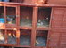 6 ft double hutch and 2 x8 week old baby rabbits