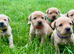 Superb Red Fox & Golden Labrador Puppies