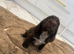 Cocker spaniel show type