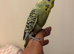 Semi tame budgie