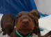 Dobermann puppies